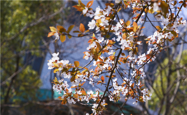 春暖花開，等你歸來——邀你云賞南新春景，以慰思念